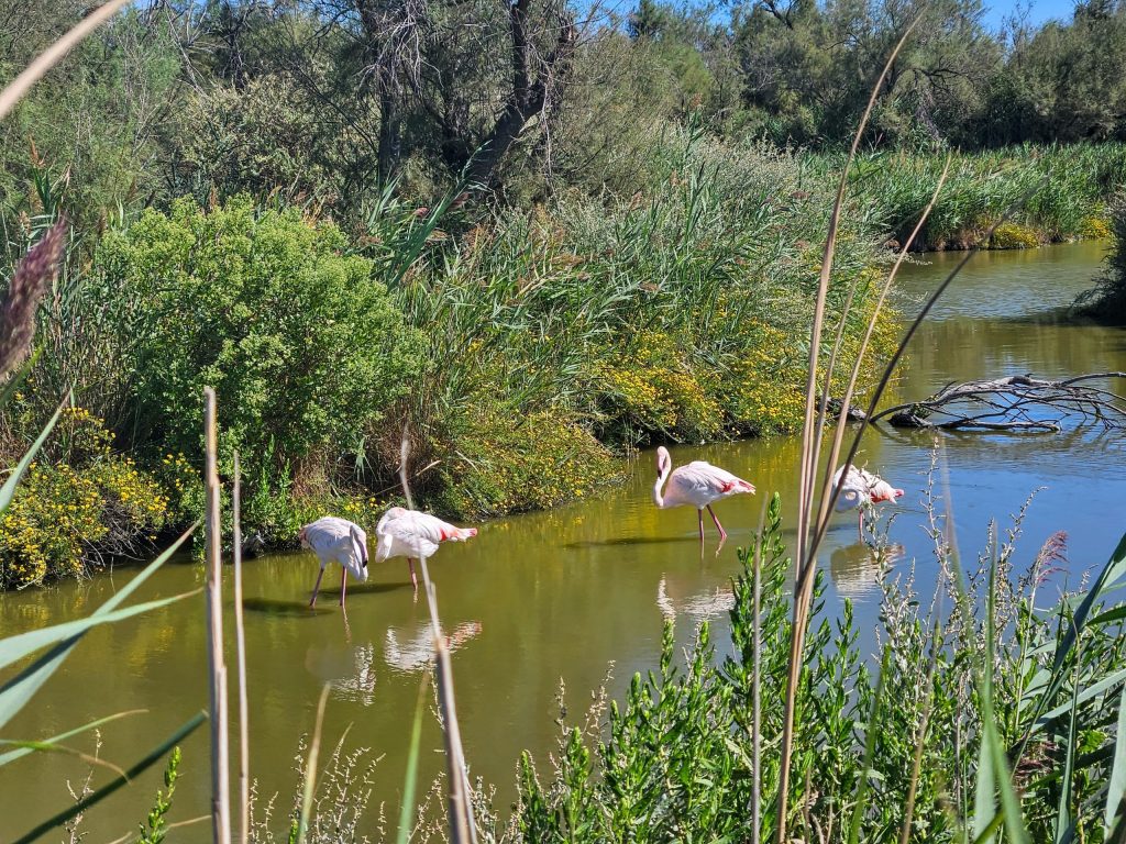 Parque ornitológico de Pont de Gau en Saintes-Maries-de-la-Mer