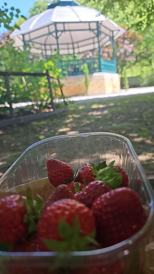 Primer plano de una tarrina de fresas frescas del Périgord en el Jardín del Plantier de Sarlat, con un quiosco blanco desenfocado al fondo.