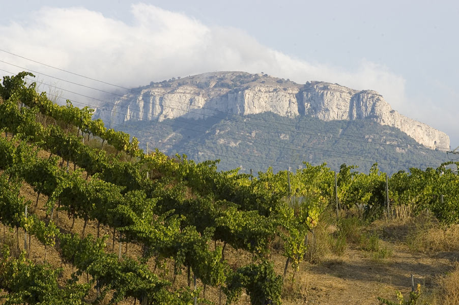 Paisaje de viñedos del Priorat con las paredes rocosas de la Sierra de Montsant al fondo bajo un cielo nublado.