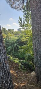 Vista de un sendero boscoso en Cataluña con dos troncos de pino en primer plano enmarcando la vegetación densa del sotobosque y el cielo azul. Ideal para rutas de senderismo en las Montañas de Prades.