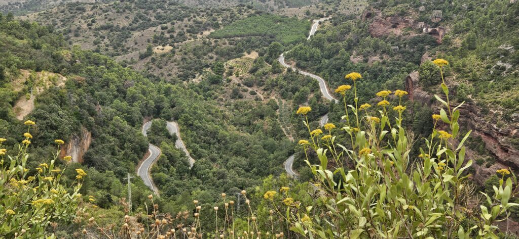 Carretera serpenteante de acceso a Siurana con flores amarillas en primer plano y montañas verdes del Priorat al fondo.
