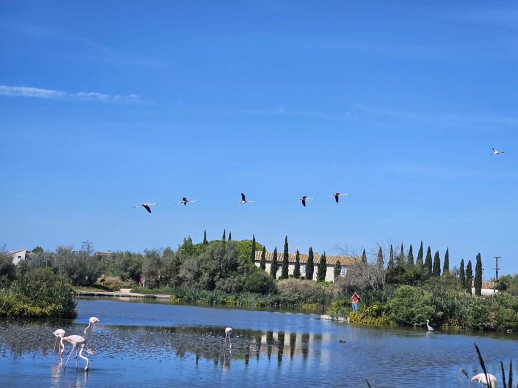 Bandada de flamencos rosados volando y alimentándose en los humedales del Parque Natural de la Camarga, Francia.