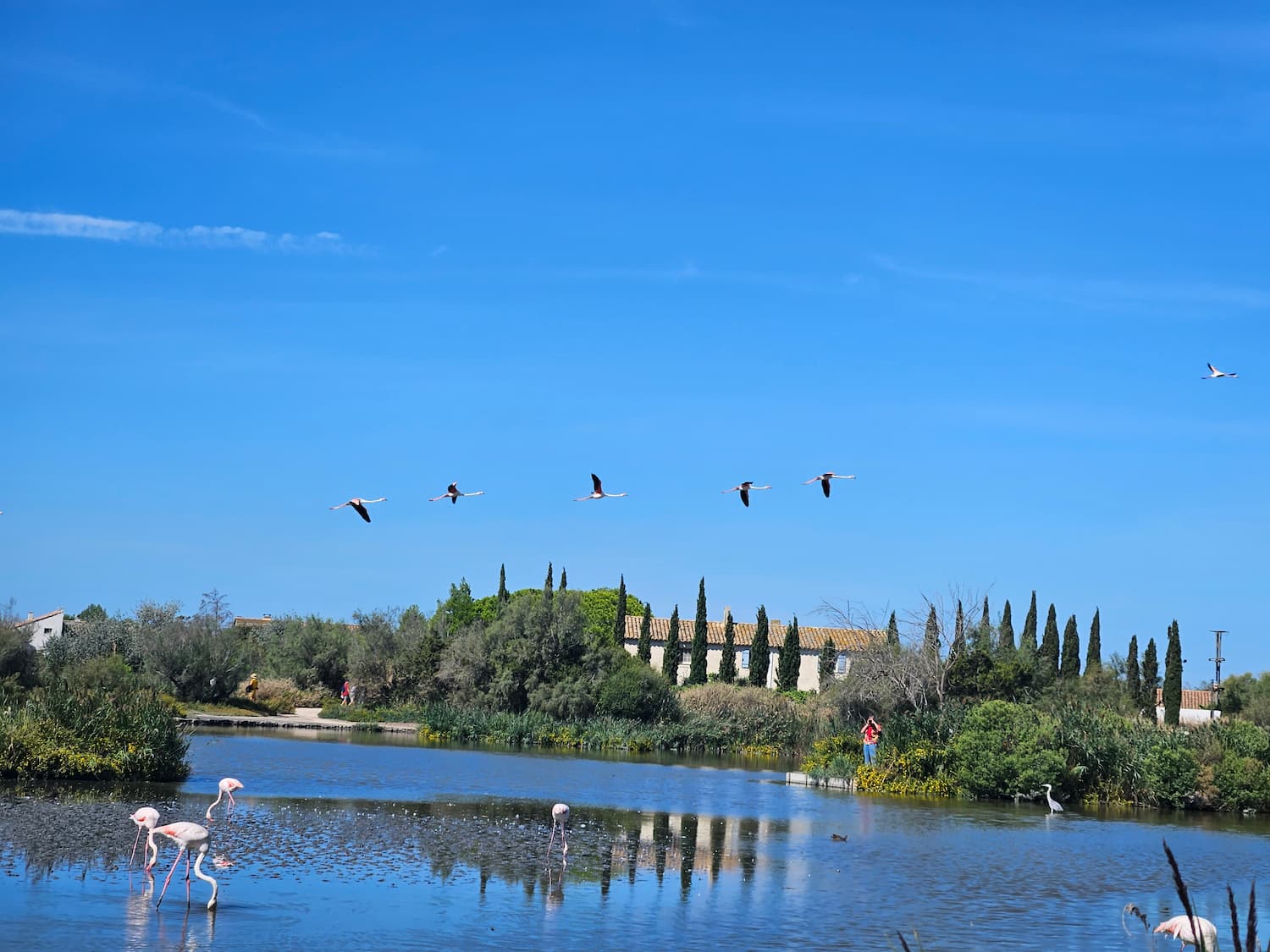 Bandada de flamencos volando bajo un cielo azul despejado sobre un humedal. Imagen representativa de la calma y el espacio abierto para la página de Clave Sensorial de Viajeros con Estrella.