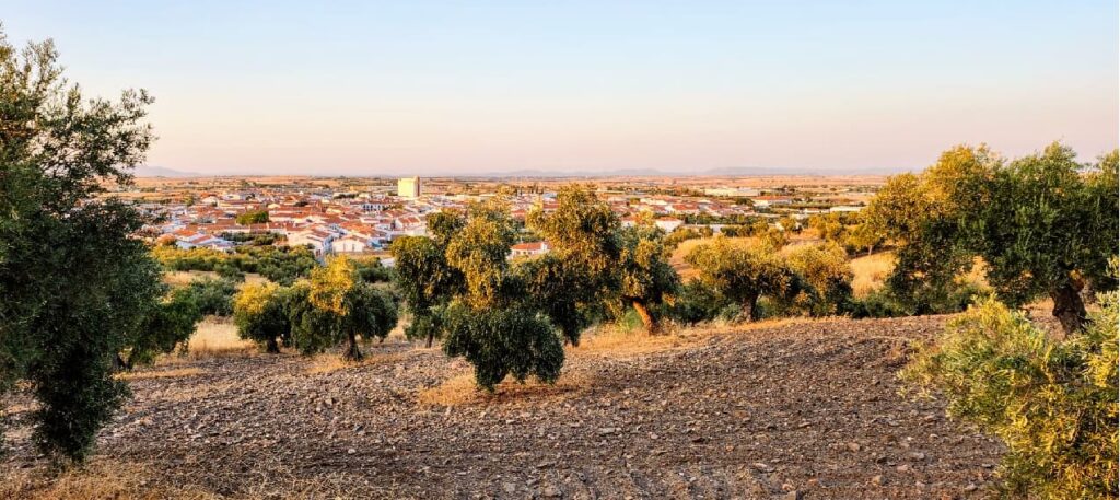 Paisaje de olivares en Alcaracejos, Valle de los Pedroches, Córdoba, bajo una luz suave de atardecer.