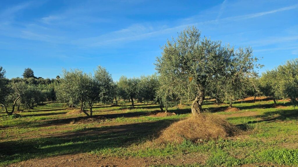Campo de olivos tradicionales en el Molino de Antara, un entorno natural y silencioso.