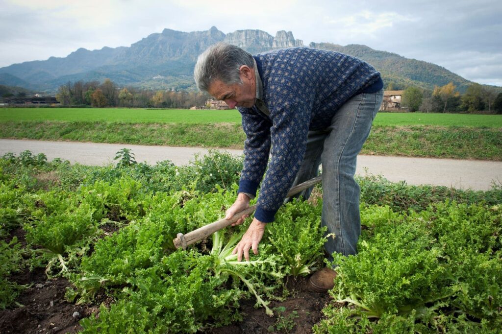 Payés recolectando escarolas en la Garrotxa, ejemplo de gastronomía ética y slow food