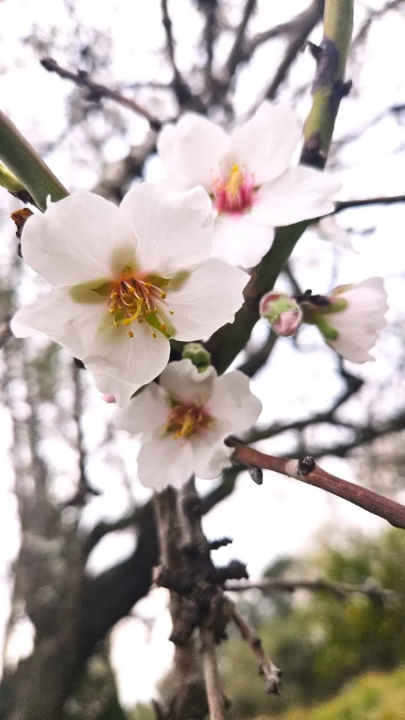 Ramas de almendro en flor blanco y rosa con fondo desenfocado en la Ribera d'Ebre, España.