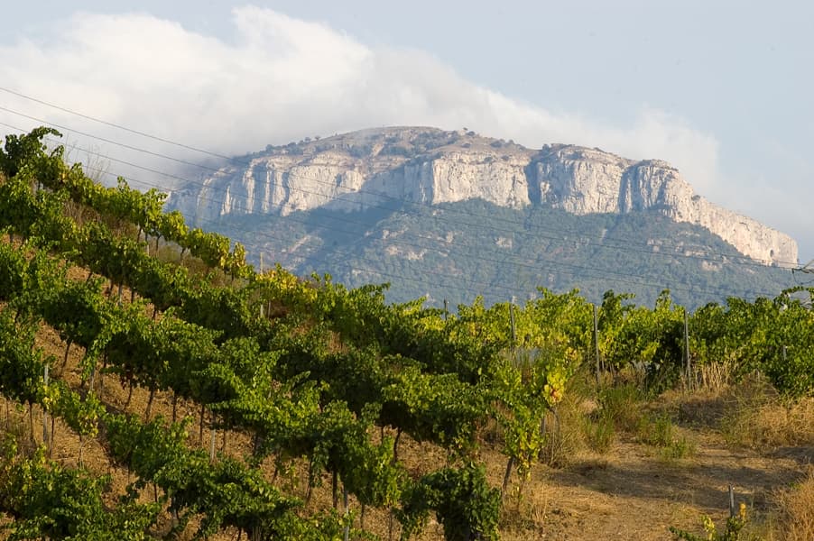 Viñedos verdes en terrazas con la montaña del Montsant al fondo en la comarca del Priorat, Tarragona.